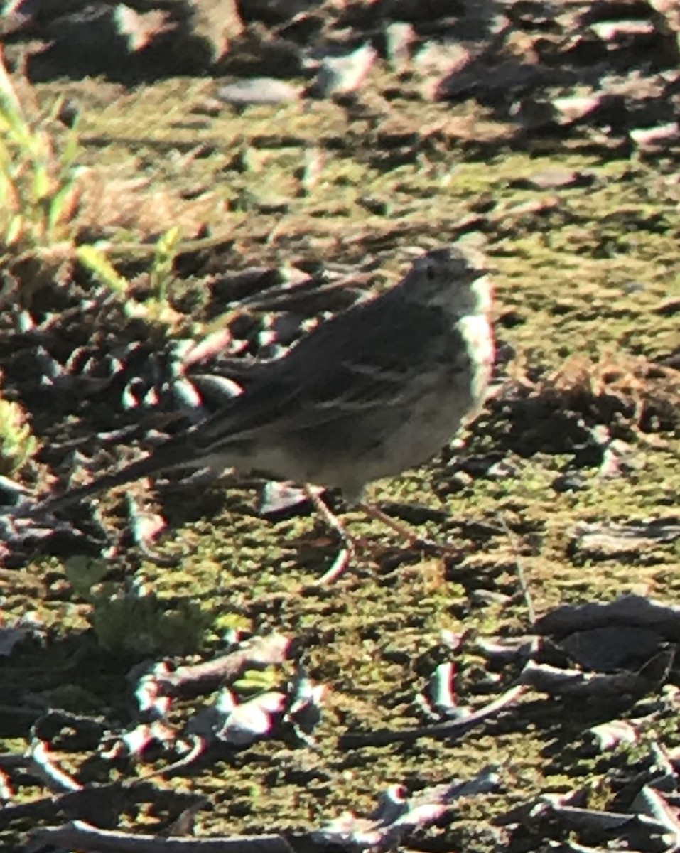 American Pipit - Leon Tkacenko