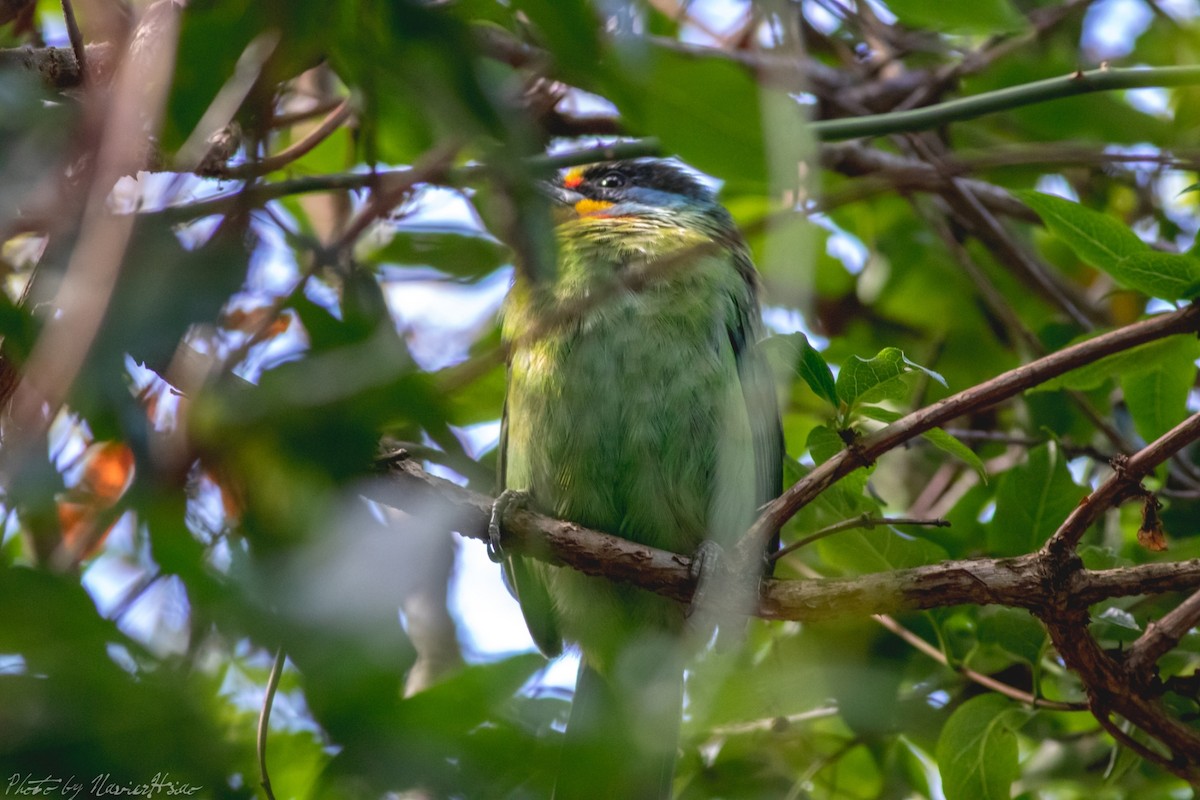 barbet tchajwanský - ML199117641