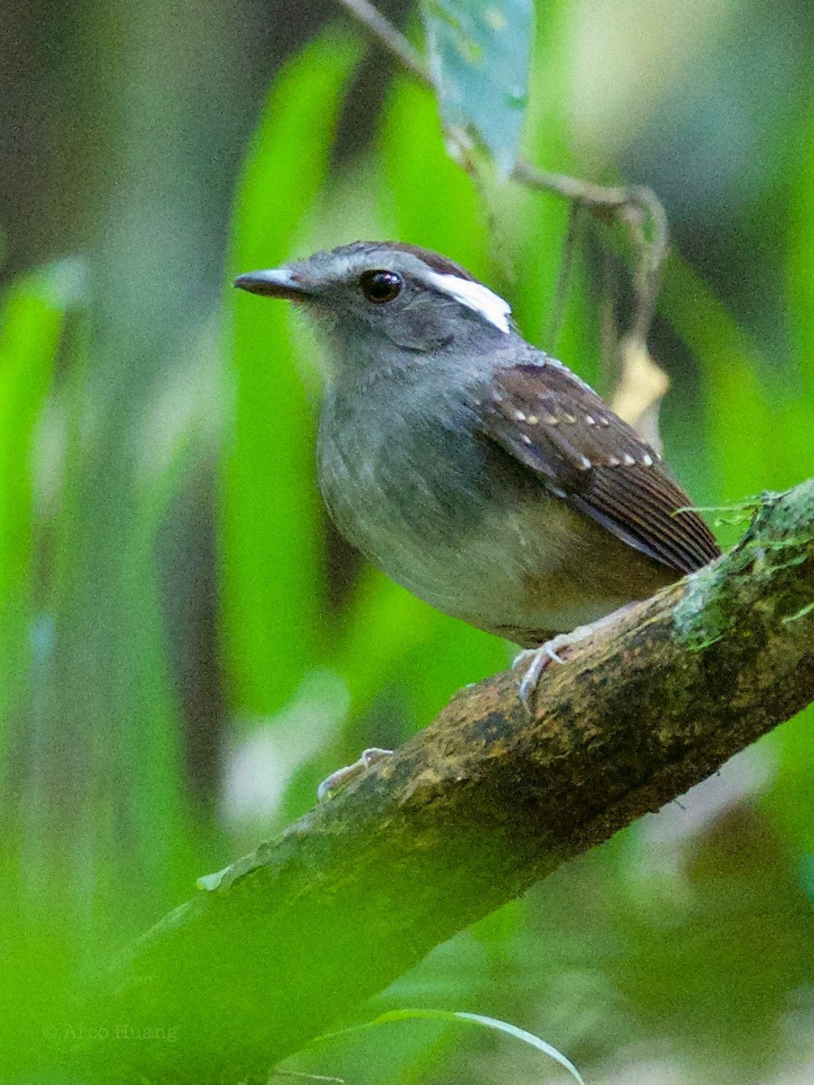 Ash-throated Gnateater - ML199118331