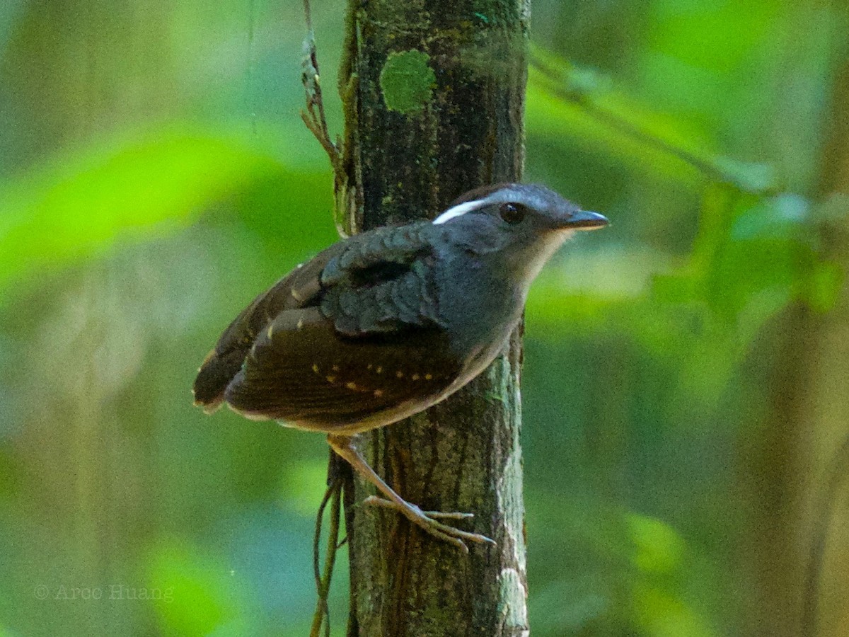 Ash-throated Gnateater - ML199118341