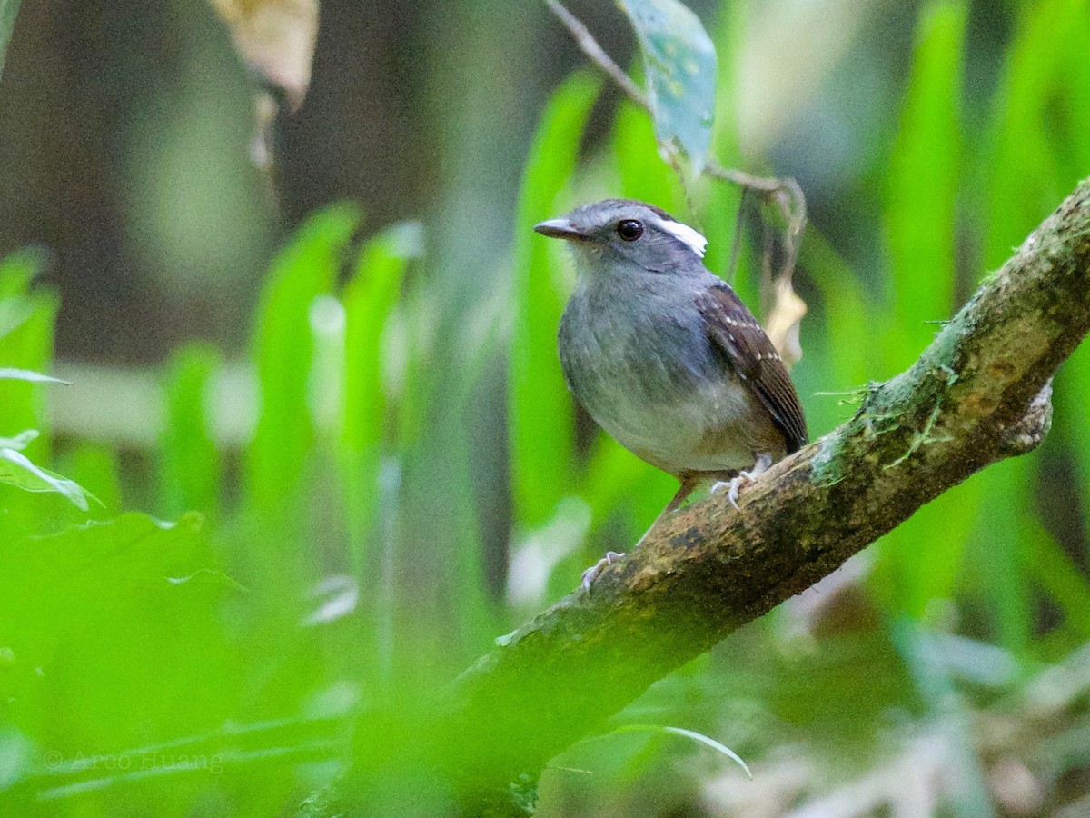 Ash-throated Gnateater - ML199118361