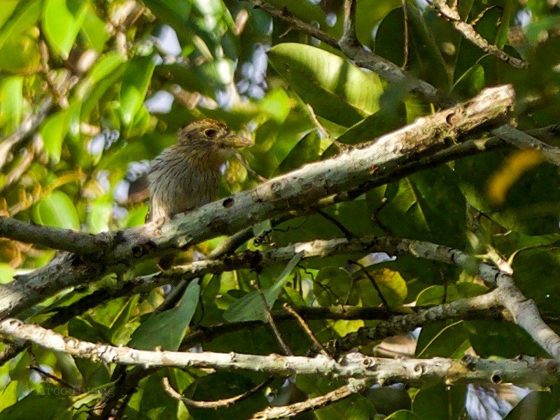 Western Striolated-Puffbird - ML199119121