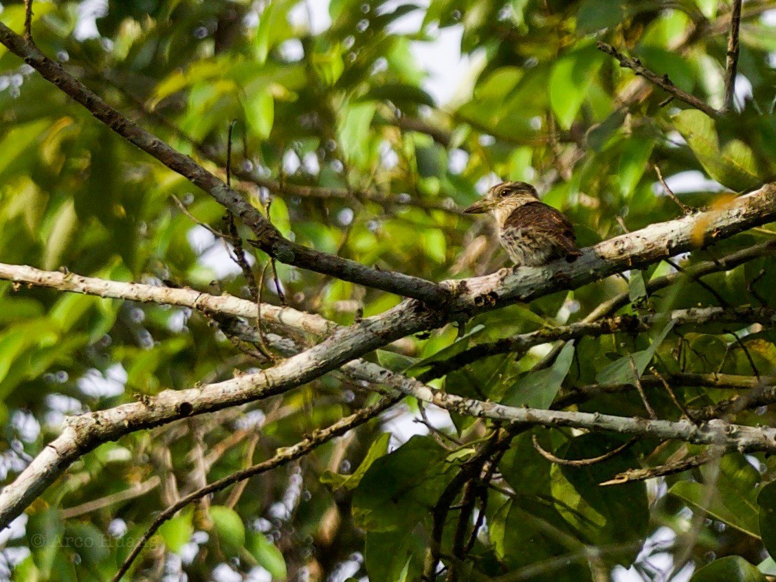 Western Striolated-Puffbird - ML199119131