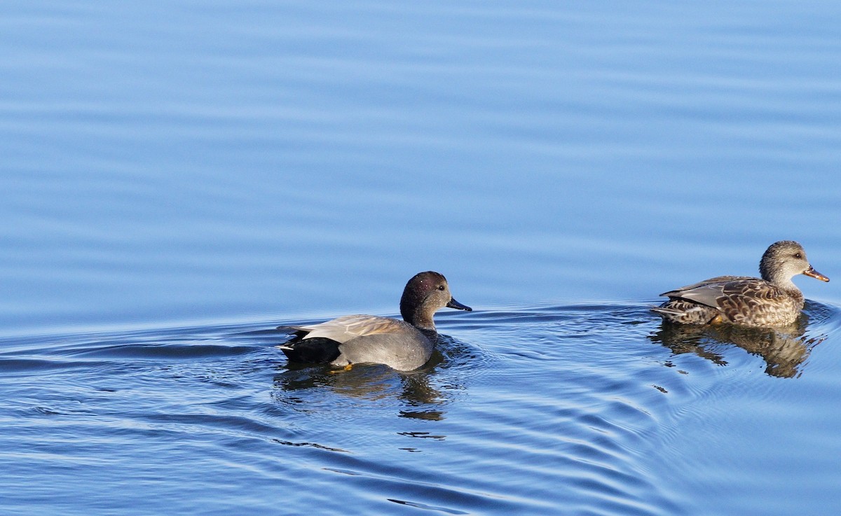 Gadwall - ML199119371