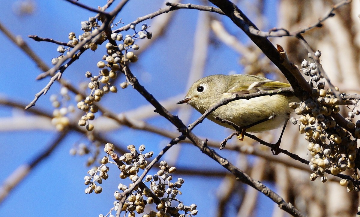 Ruby-crowned Kinglet - ML199119861