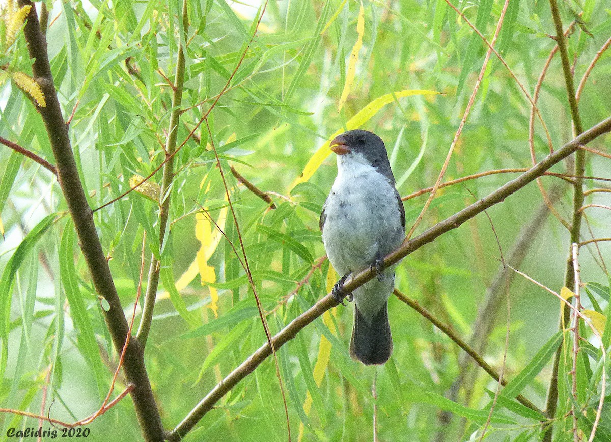 White-bellied Seedeater - ML199119881
