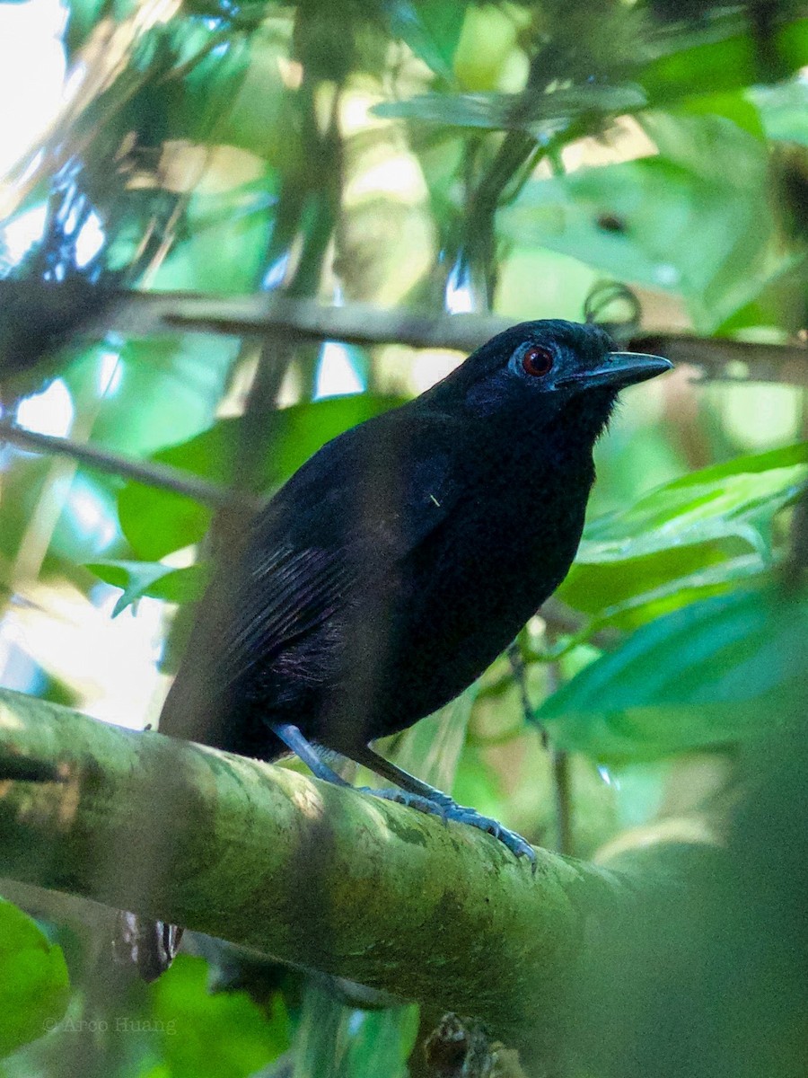 Goeldi's Antbird - ML199120041