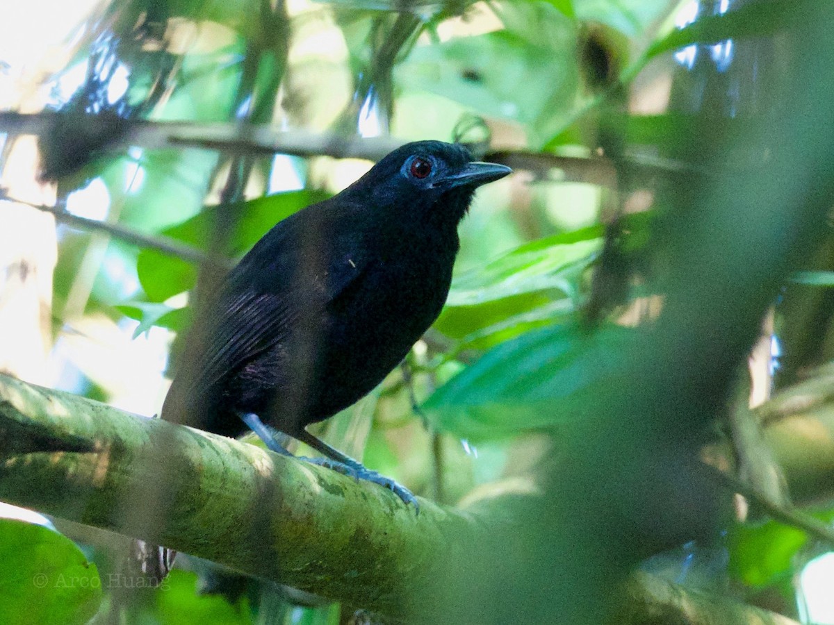 Goeldi's Antbird - ML199120051