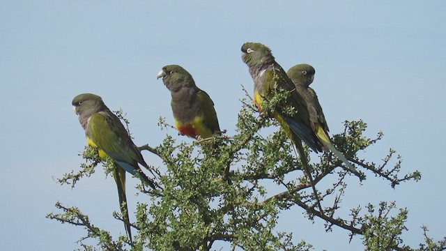 Patagonya Papağanı - ML199120351