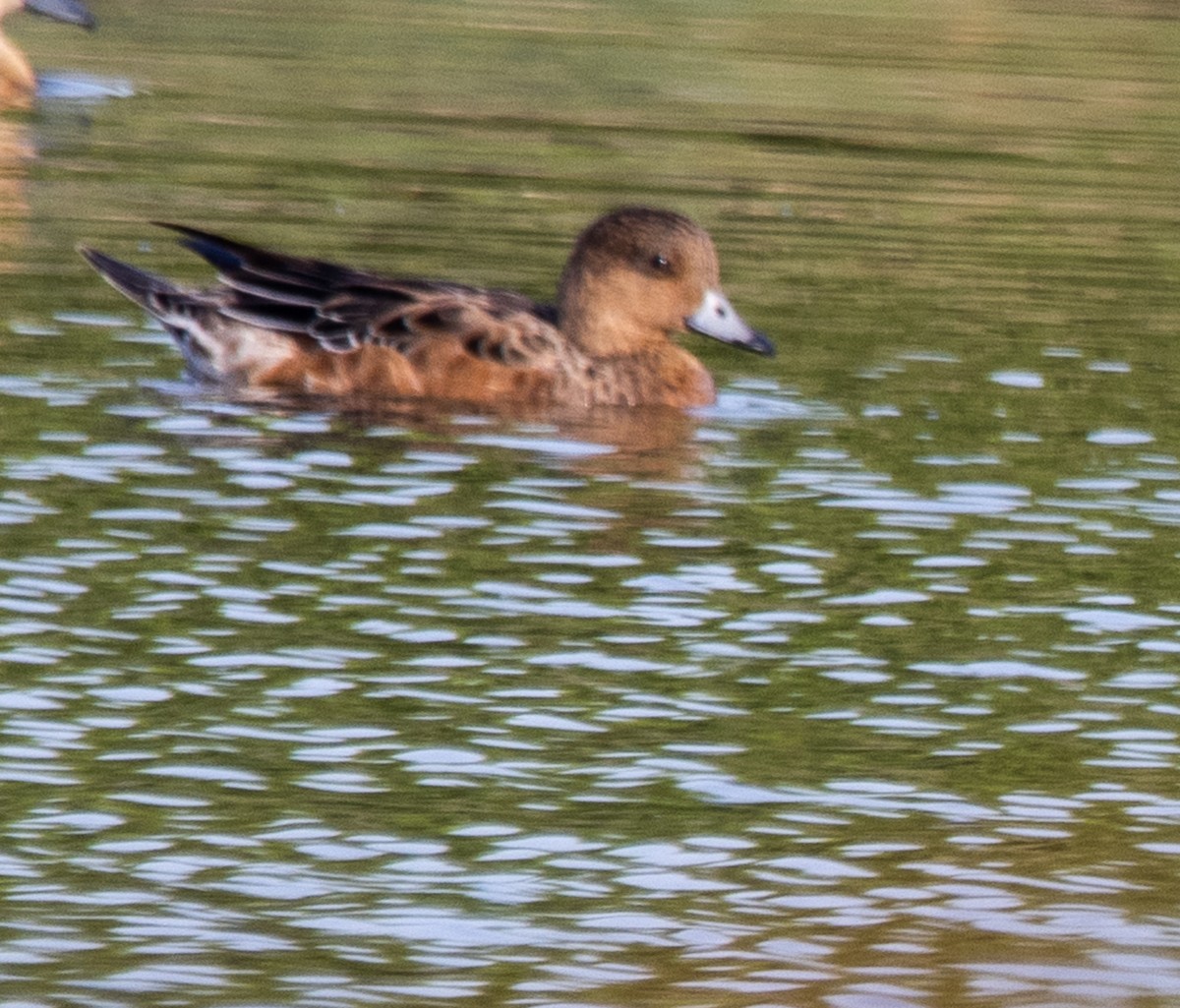 Eurasian Wigeon - ML199120951