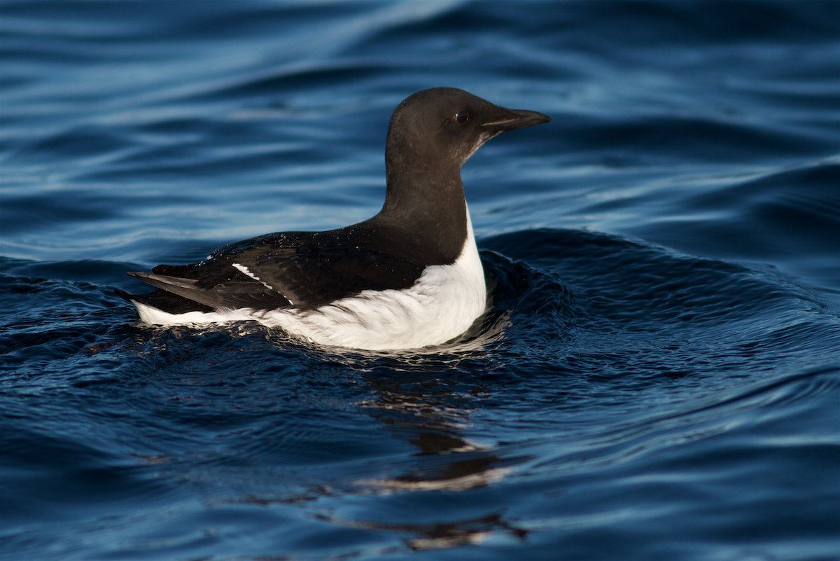 Thick-billed Murre - Detcheverry Joël