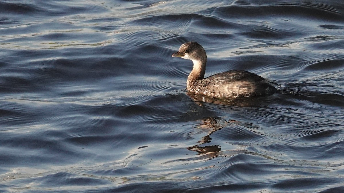 Pied-billed Grebe - Ronald Breteler