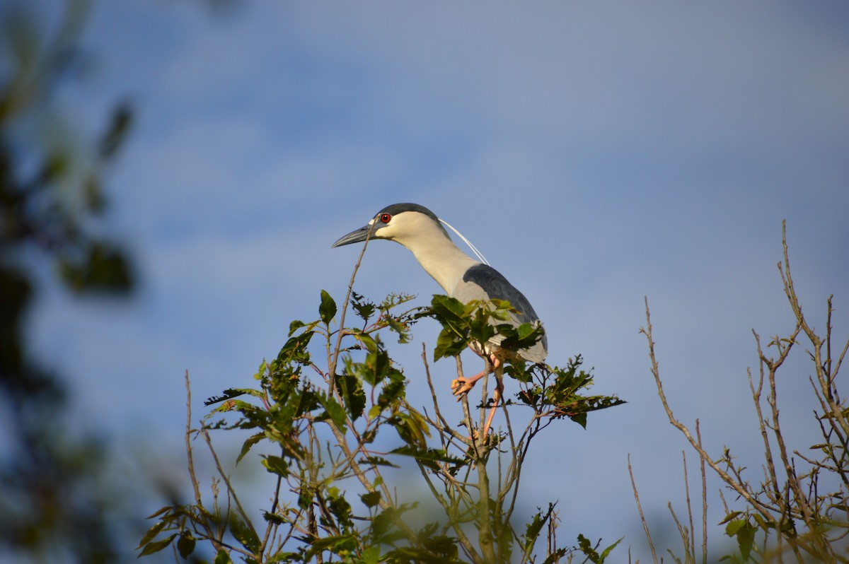 Black-crowned Night Heron - ML199125671