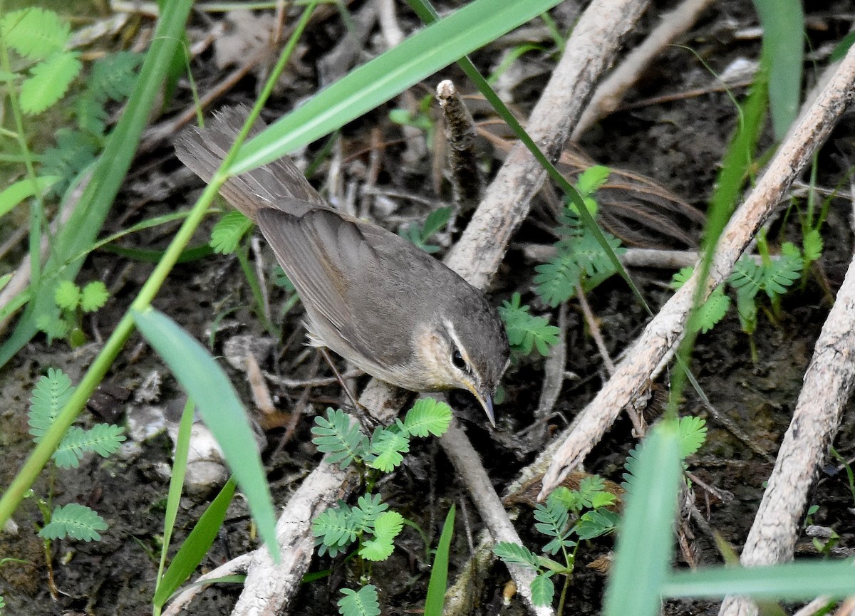 Dusky Warbler - ML199128661