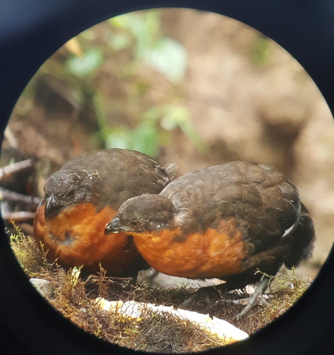 Dark-backed Wood-Quail - danny jumbo