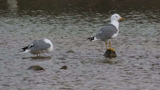 Yellow-legged Gull - ML199132431