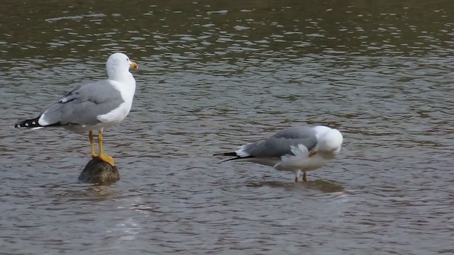 Yellow-legged Gull - ML199132521