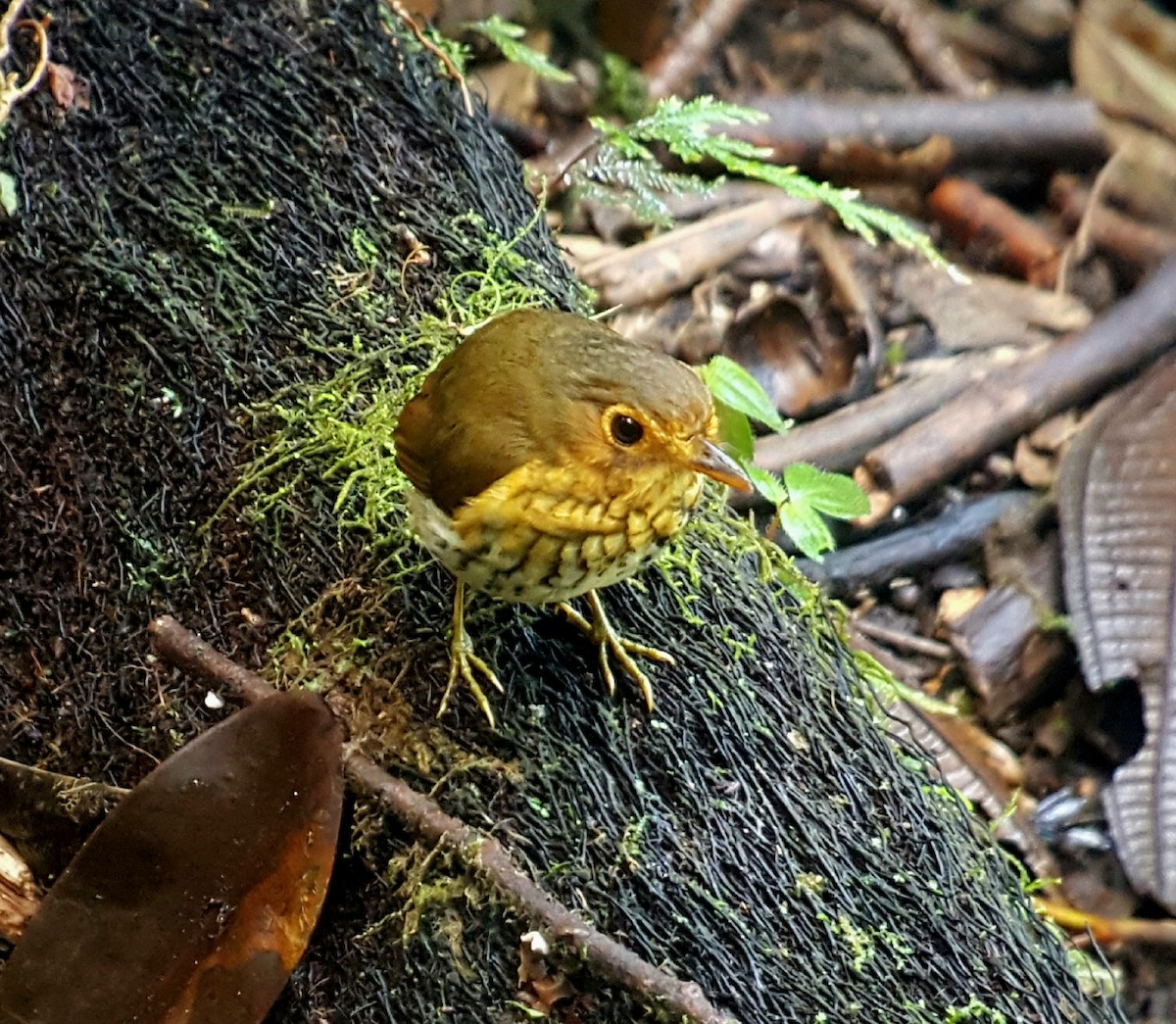 Ochre-breasted Antpitta - ML199132741