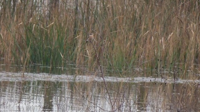 Siberian Stonechat (Siberian) - ML199132861