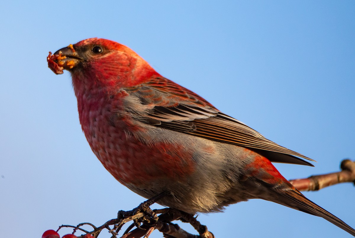 Pine Grosbeak - ML199132961