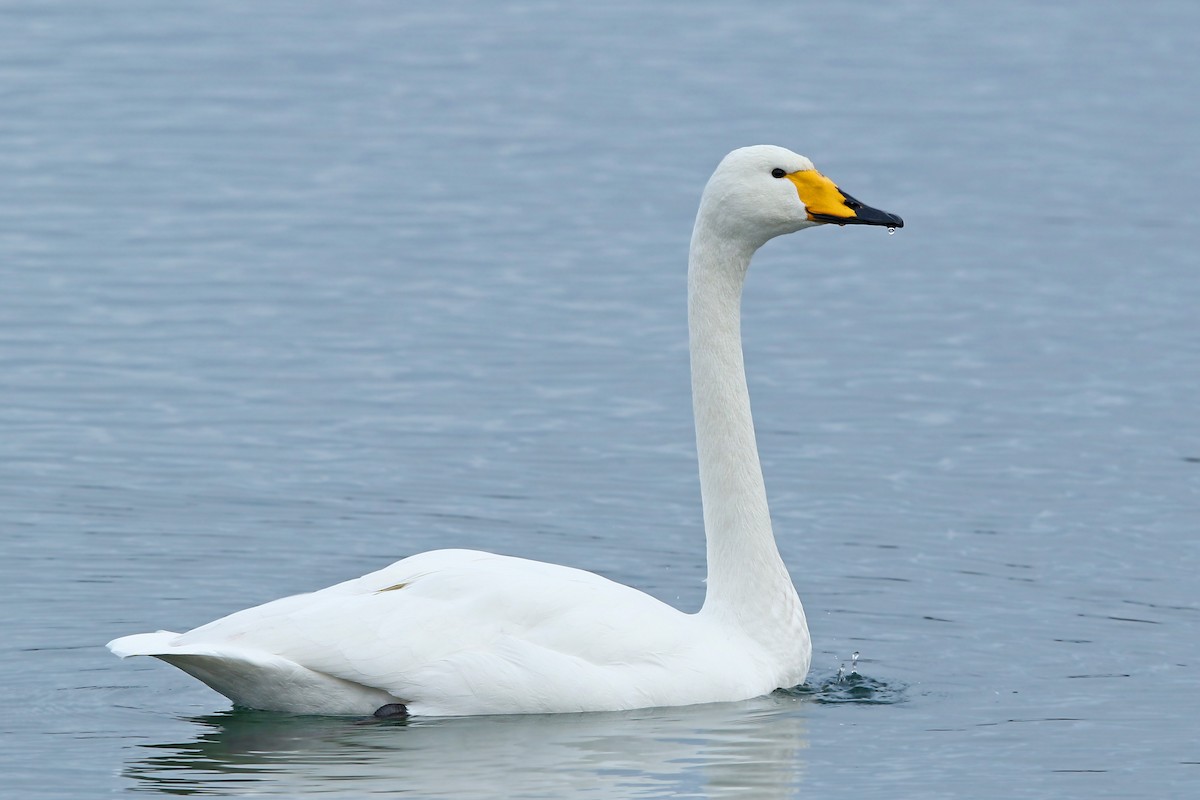 Whooper Swan - ML199133081