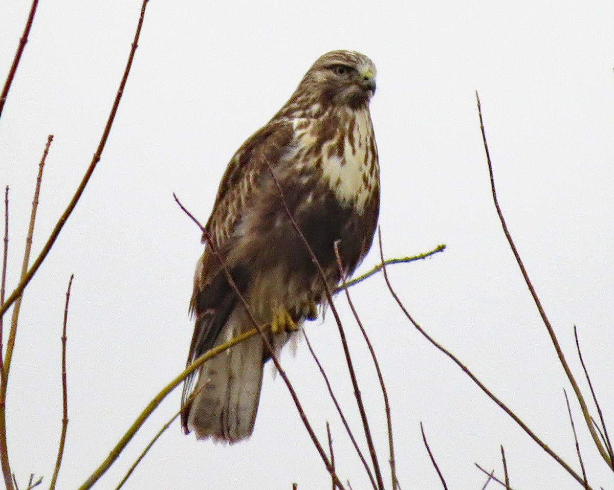 Red-tailed x Rough-legged Hawk (hybrid) - ML199133301