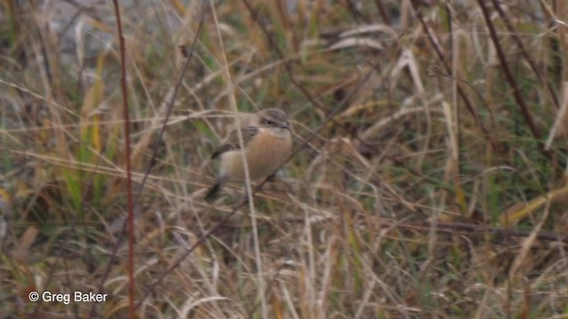 Siberian Stonechat (Siberian) - ML199135201