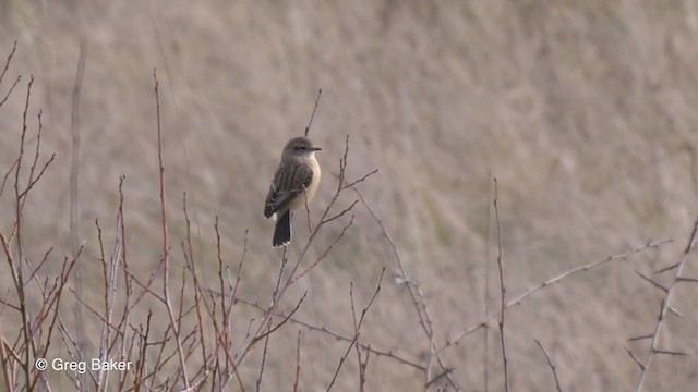 Siberian Stonechat (Siberian) - ML199136281