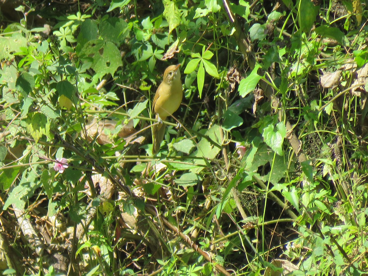 Thick-billed Warbler - ML199136991