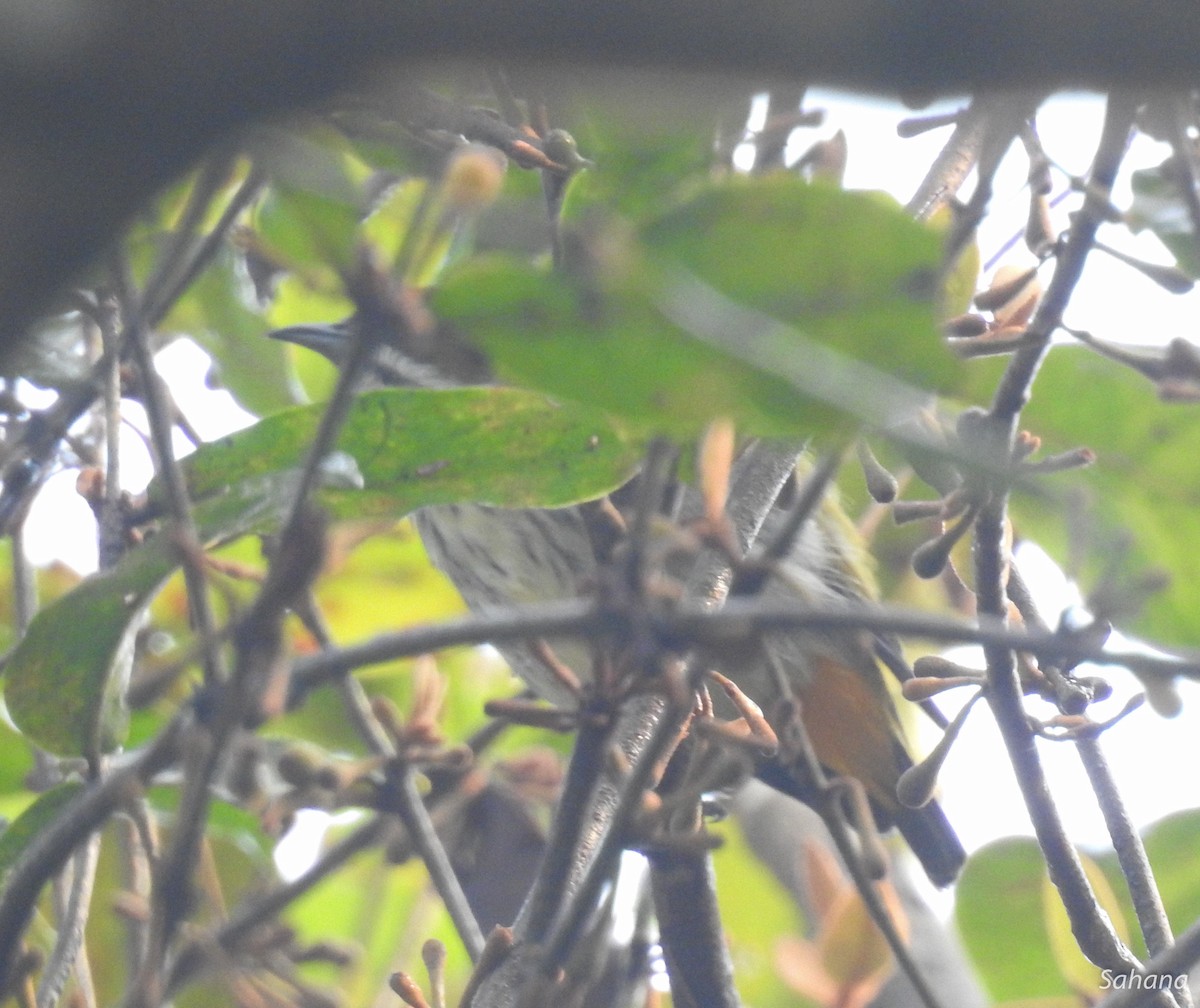Yellow-vented Flowerpecker - ML199137551