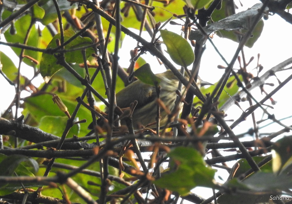 Yellow-vented Flowerpecker - ML199137591
