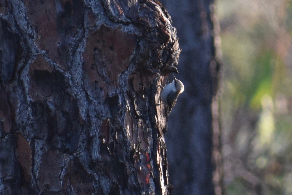 Brown-headed Nuthatch - Matt Salisbury