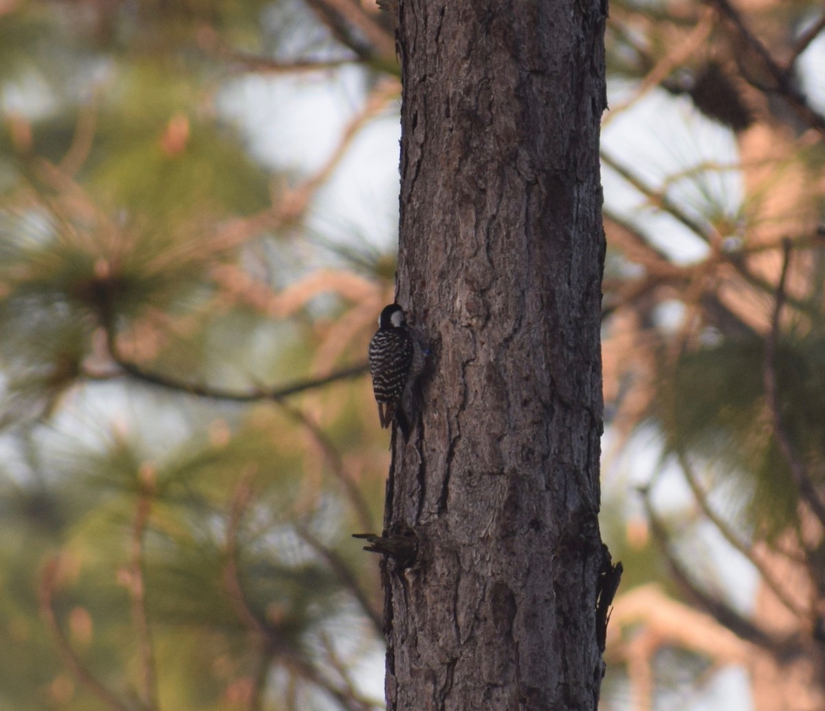 Red-cockaded Woodpecker - Matt Salisbury