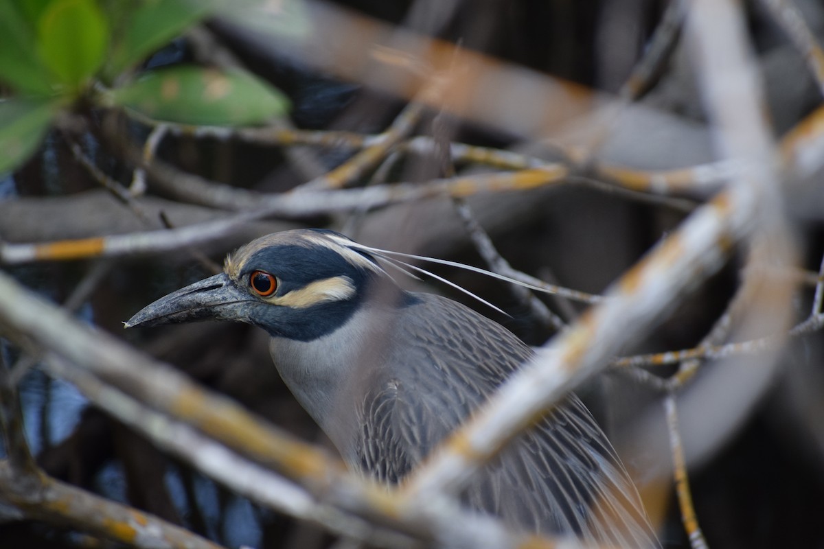 Yellow-crowned Night Heron - ML199138991