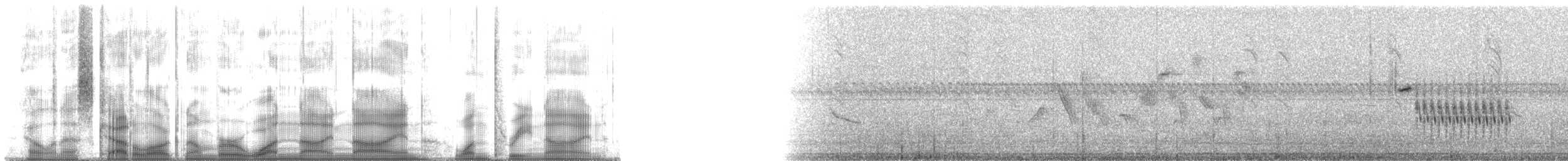 Troglodyte de Latham (platensis/polyglottus) - ML199139