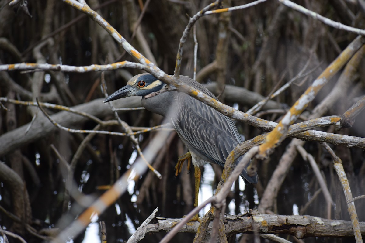 Yellow-crowned Night Heron - ML199139141