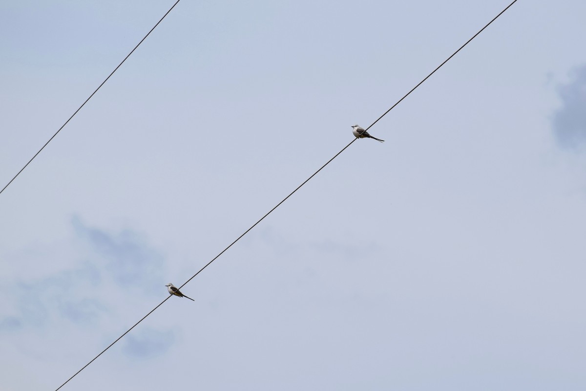 Scissor-tailed Flycatcher - ML199139541