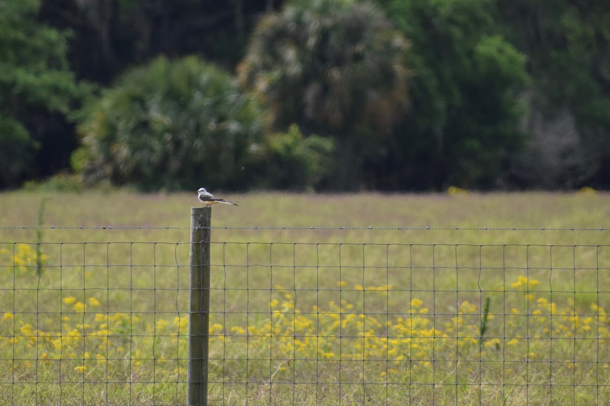 Scissor-tailed Flycatcher - ML199139611