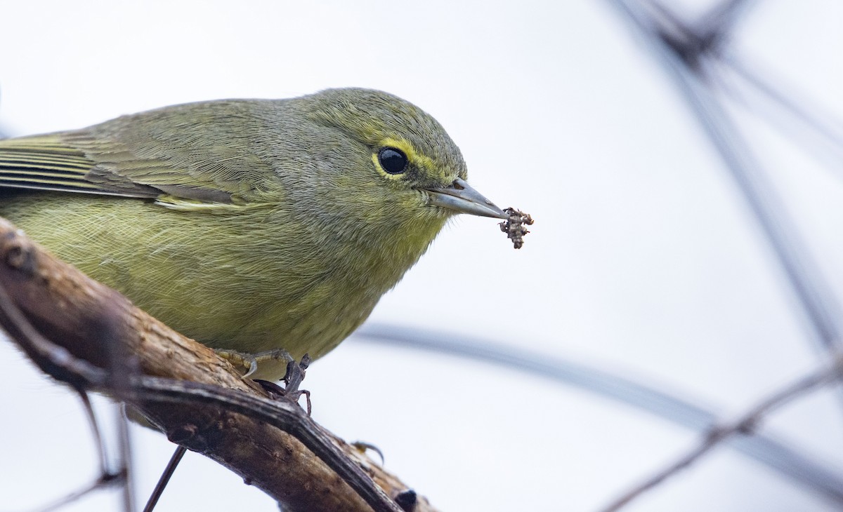 Orange-crowned Warbler - Marky Mutchler