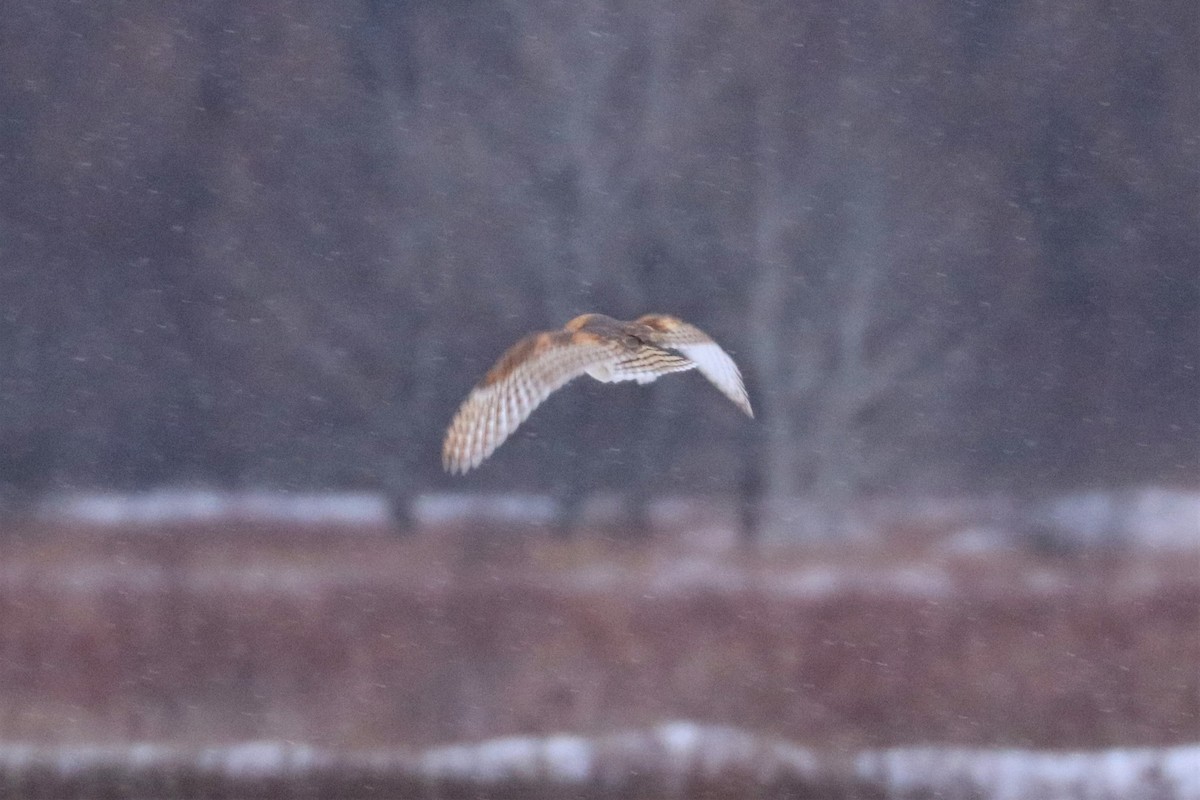 Barn Owl - Alex Sundvall