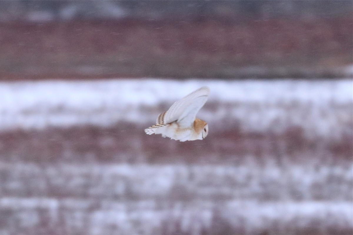 Barn Owl - Alex Sundvall