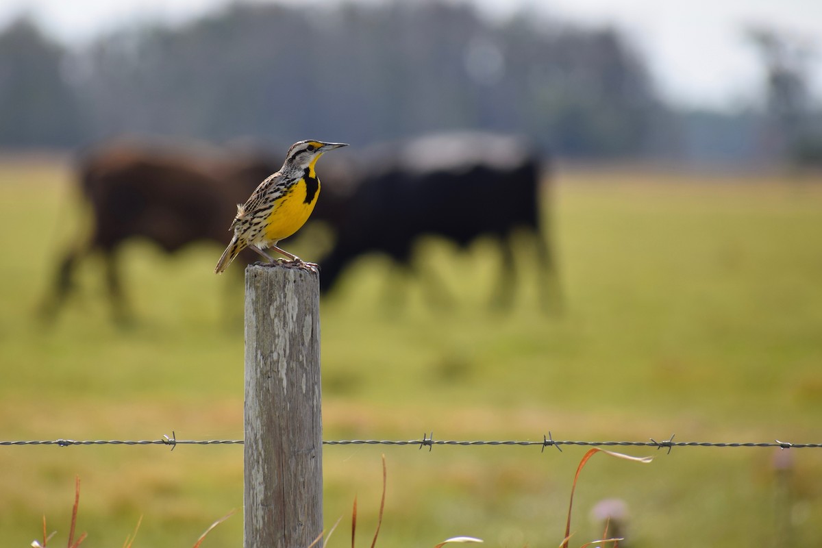 Eastern Meadowlark - ML199139961