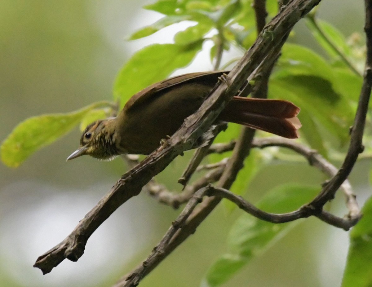 Scaly-throated Foliage-gleaner - ML199140061