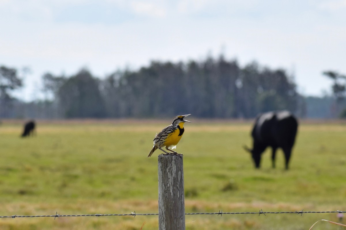 Eastern Meadowlark - ML199140361