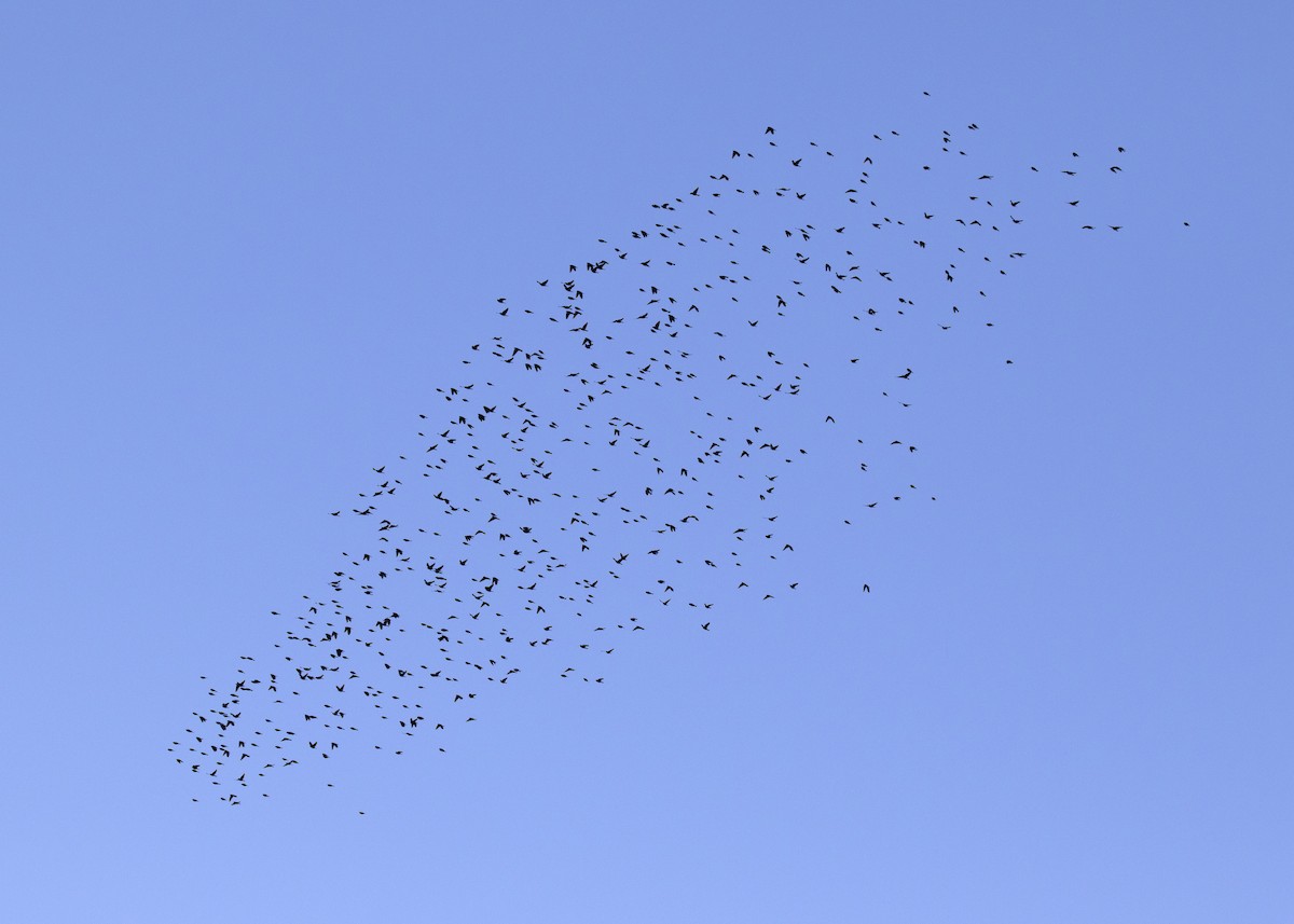 tanımsız Passeriformes sp. - ML199143731