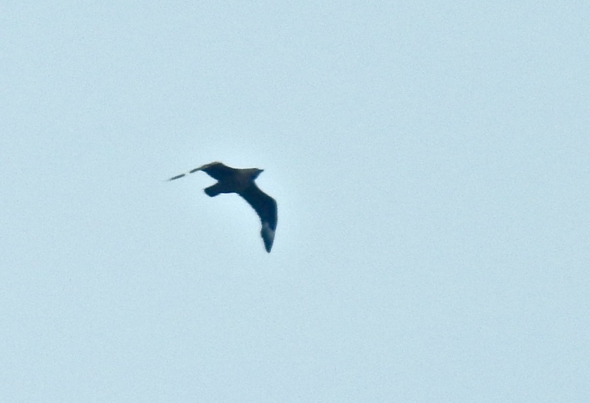 Great Skua - ML199146441