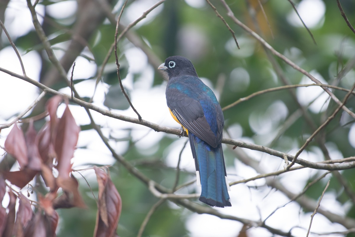 Black-headed Trogon - ML199146621