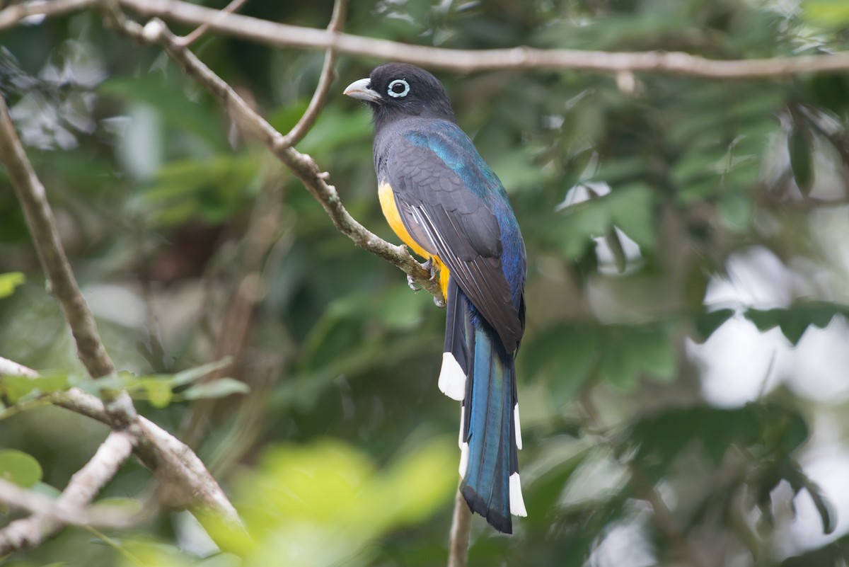 Black-headed Trogon - ML199146691