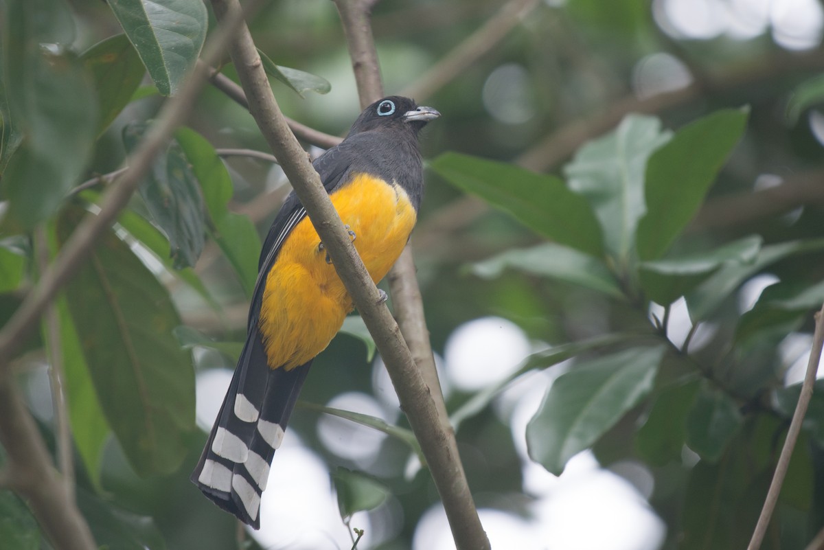 Kara Başlı Trogon - ML199146701