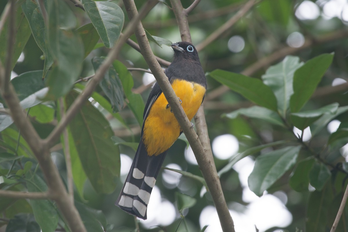 Kara Başlı Trogon - ML199146711